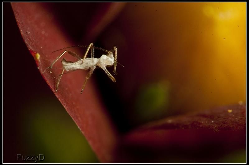 IMAGE: http://i96.photobucket.com/albums/l177/fuzzyedges_album/mine/2014/bugs/IMG_67711w_hf_zpsed0a79ba.jpg