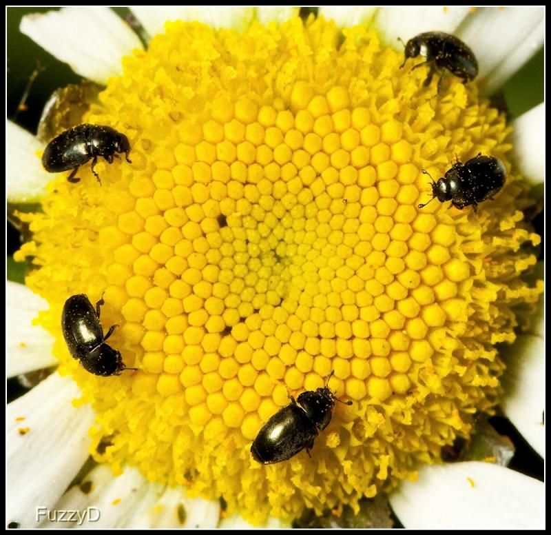 IMAGE: http://i96.photobucket.com/albums/l177/fuzzyedges_album/mine/2014/bugs/IMG_67991w_hf_zps2ca056d2.jpg