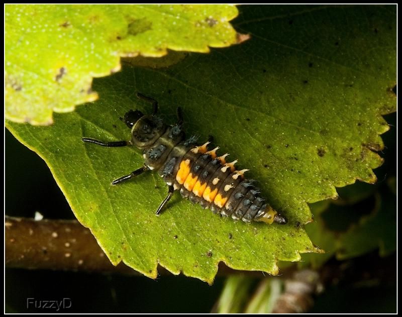 IMAGE: http://i96.photobucket.com/albums/l177/fuzzyedges_album/mine/2014/bugs/IMG_68351w_hf_zps6eb2b97d.jpg