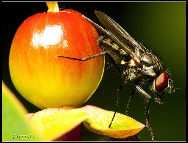 IMAGE: http://i96.photobucket.com/albums/l177/fuzzyedges_album/mine/2014/bugs/IMG_69431w_hf_zps7f19d669.jpg