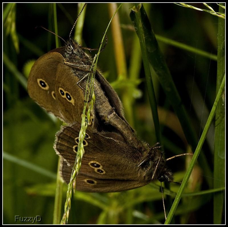 IMAGE: http://i96.photobucket.com/albums/l177/fuzzyedges_album/mine/2014/bugs/IMG_70321w_hf_zps4af04e1b.jpg