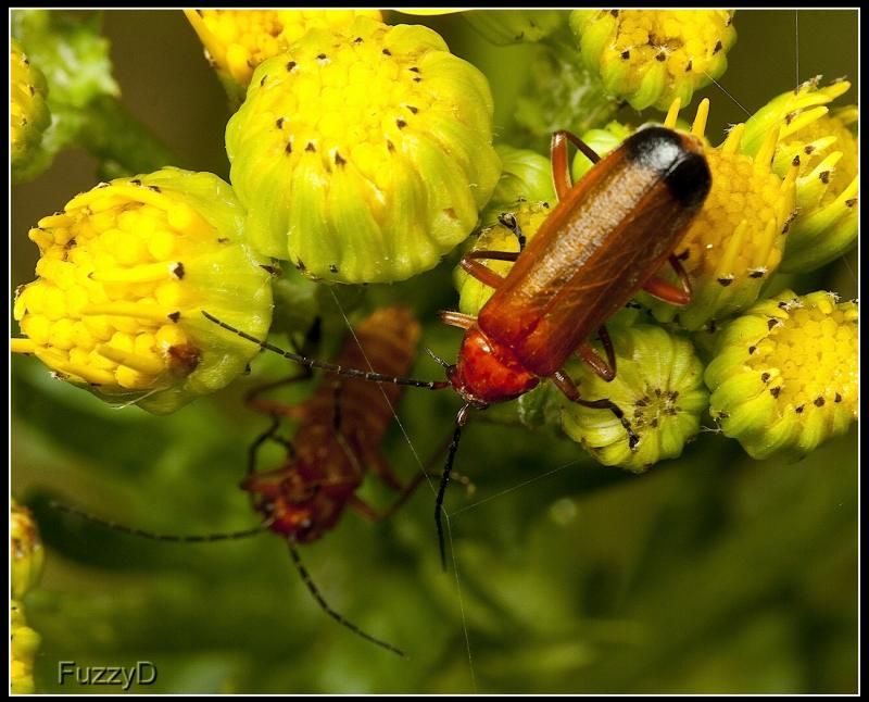 IMAGE: http://i96.photobucket.com/albums/l177/fuzzyedges_album/mine/2014/bugs/IMG_70701w_hf_zps28eb9e34.jpg