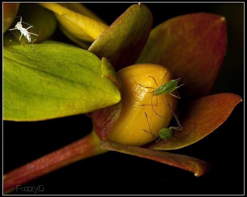 IMAGE: http://i96.photobucket.com/albums/l177/fuzzyedges_album/mine/2014/bugs/IMG_70901w_hf_zps91dc5c2b.jpg