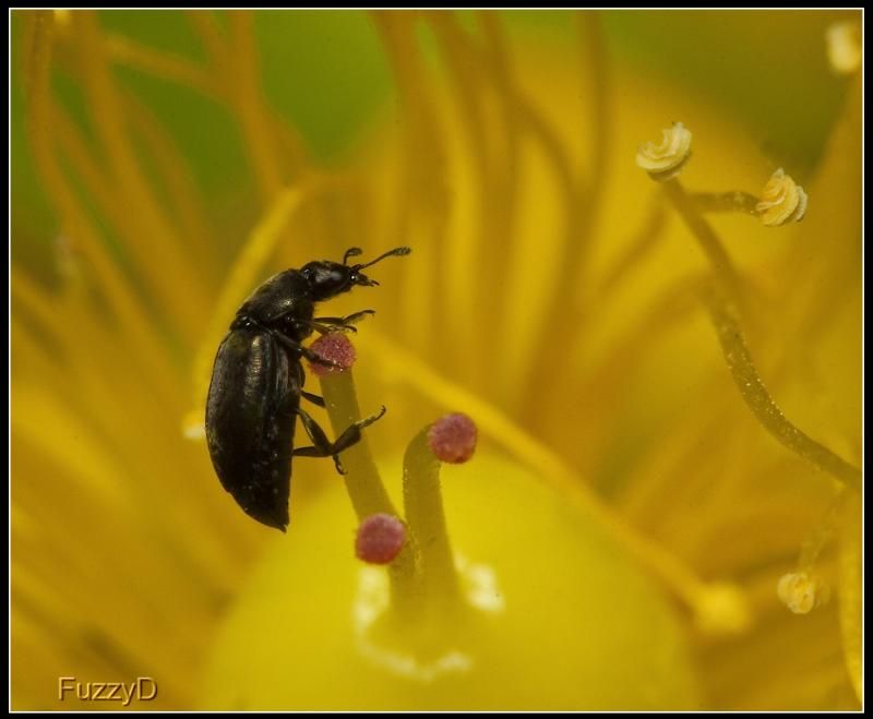 IMAGE: http://i96.photobucket.com/albums/l177/fuzzyedges_album/mine/2014/bugs/IMG_72311w_hf_zps9dae098f.jpg