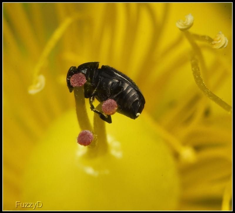 IMAGE: http://i96.photobucket.com/albums/l177/fuzzyedges_album/mine/2014/bugs/IMG_72381w_hf_zps45fb0852.jpg