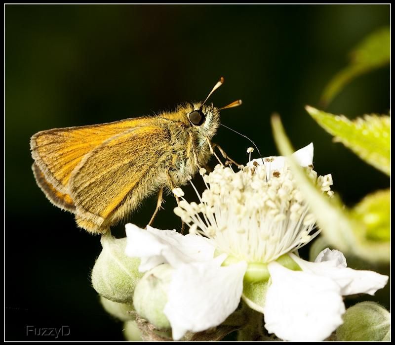 IMAGE: http://i96.photobucket.com/albums/l177/fuzzyedges_album/mine/2014/bugs/IMG_72701w_hf_zps99555f45.jpg