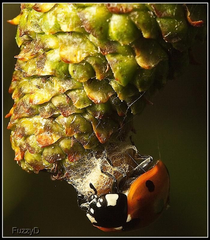 IMAGE: http://i96.photobucket.com/albums/l177/fuzzyedges_album/mine/2014/bugs/IMG_72801w_hf_zpsc9d42046.jpg