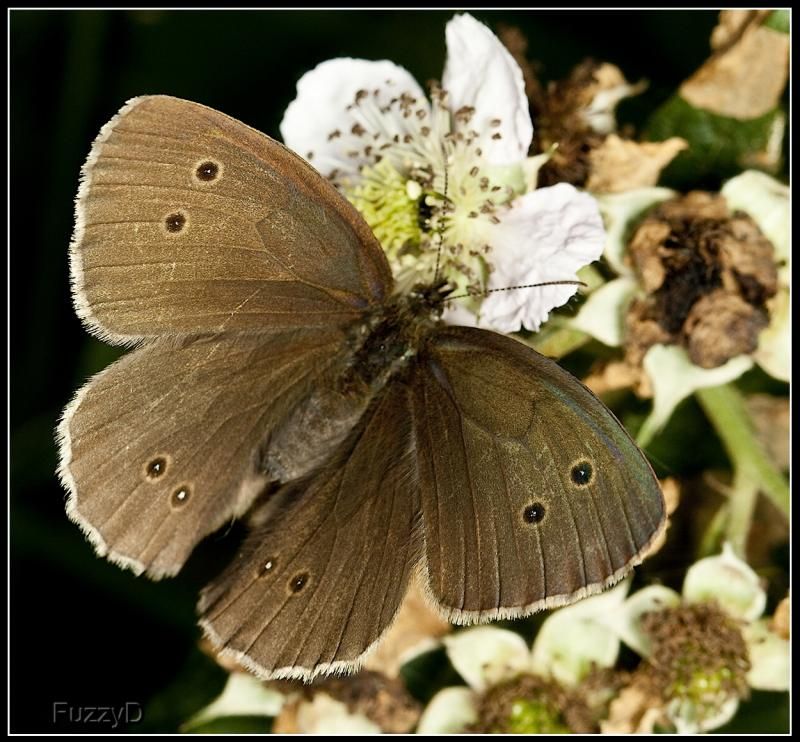 IMAGE: http://i96.photobucket.com/albums/l177/fuzzyedges_album/mine/2014/bugs/IMG_73071w_hf_zps88b43fd7.jpg