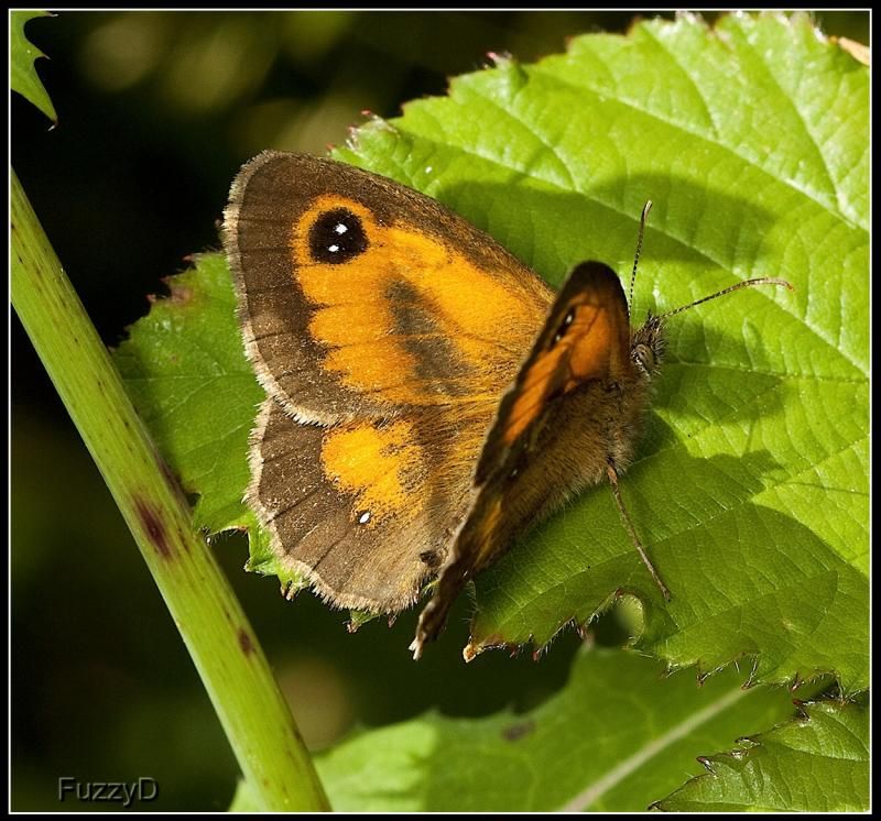 IMAGE: http://i96.photobucket.com/albums/l177/fuzzyedges_album/mine/2014/bugs/IMG_73121w_hf_zpsb3b0821d.jpg