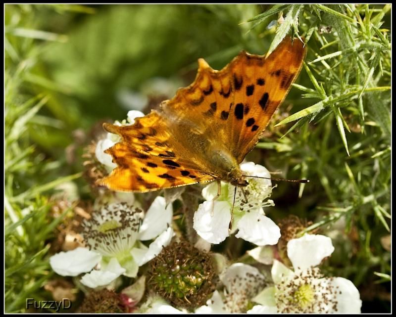 IMAGE: http://i96.photobucket.com/albums/l177/fuzzyedges_album/mine/2014/bugs/IMG_73141w_hf_zps3c367aec.jpg