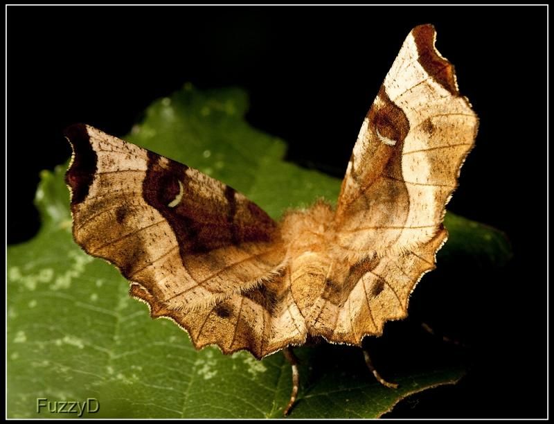 IMAGE: http://i96.photobucket.com/albums/l177/fuzzyedges_album/mine/2014/bugs/IMG_73441w_hf_zps11284918.jpg