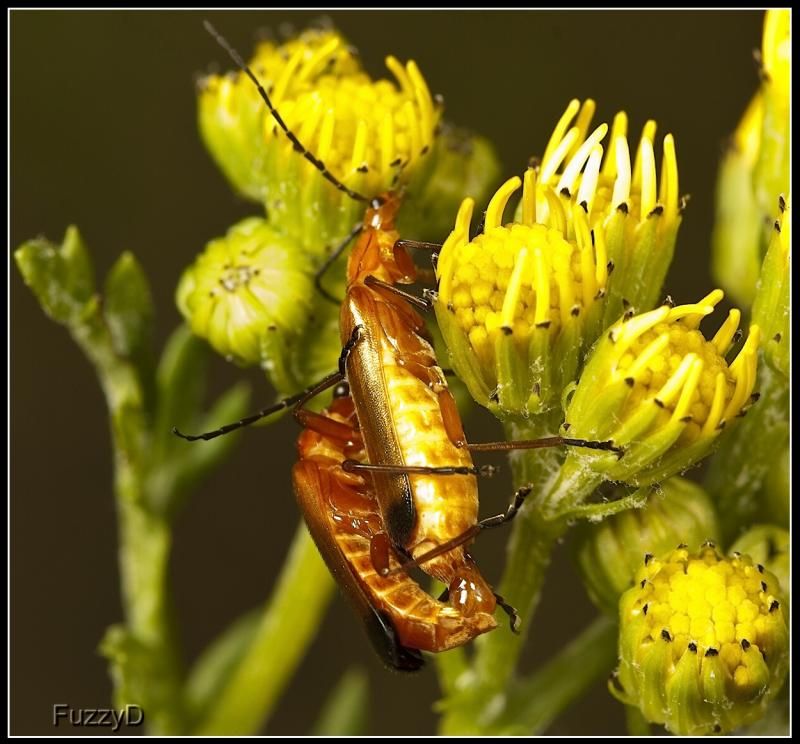 IMAGE: http://i96.photobucket.com/albums/l177/fuzzyedges_album/mine/2014/bugs/IMG_73541w_hf_zps64ae8626.jpg