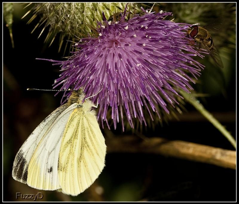 IMAGE: http://i96.photobucket.com/albums/l177/fuzzyedges_album/mine/2014/bugs/IMG_74841w_hf_zps76b0e670.jpg