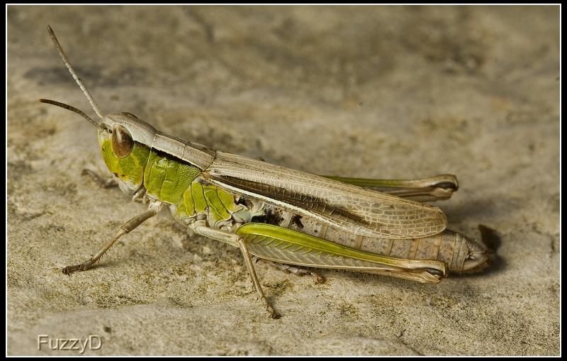 IMAGE: http://i96.photobucket.com/albums/l177/fuzzyedges_album/mine/2014/bugs/IMG_75241w_hf_zps6d253aac.jpg