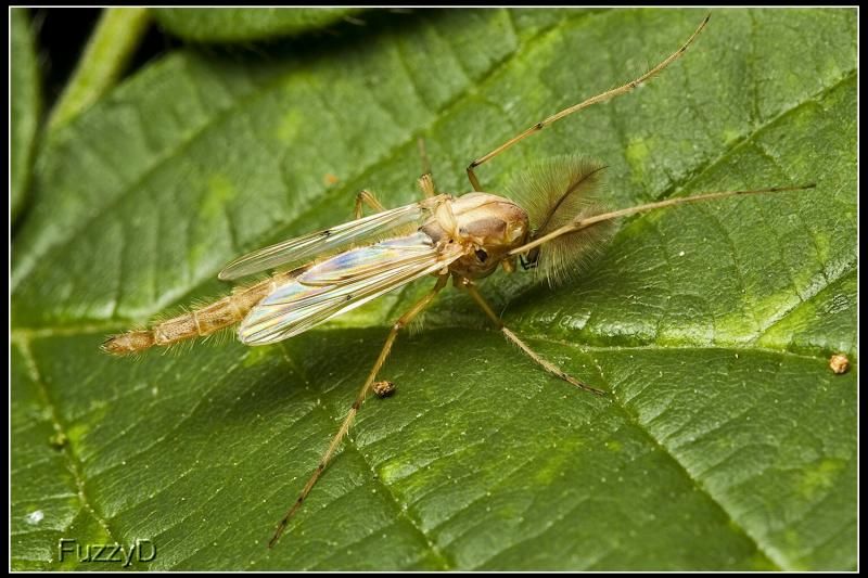 IMAGE: http://i96.photobucket.com/albums/l177/fuzzyedges_album/mine/2014/bugs/IMG_75691w_hf_zps7dd77a97.jpg