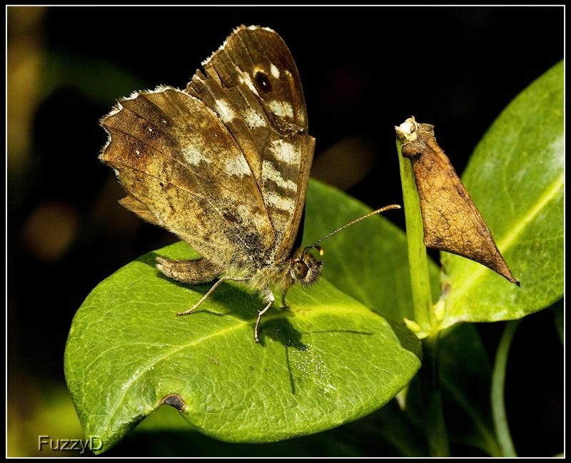 IMAGE: http://i96.photobucket.com/albums/l177/fuzzyedges_album/mine/2014/bugs/IMG_76571w_hf2_zps0c05d6d8.jpg