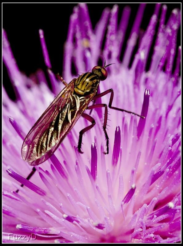 IMAGE: http://i96.photobucket.com/albums/l177/fuzzyedges_album/mine/2014/bugs/IMG_76921w_hf_zps2c41c9e0.jpg