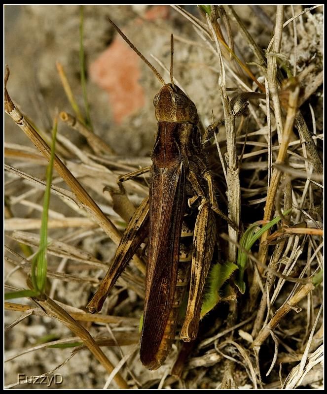 IMAGE: http://i96.photobucket.com/albums/l177/fuzzyedges_album/mine/2014/bugs/IMG_77051w_hf_zps8f5e0b46.jpg