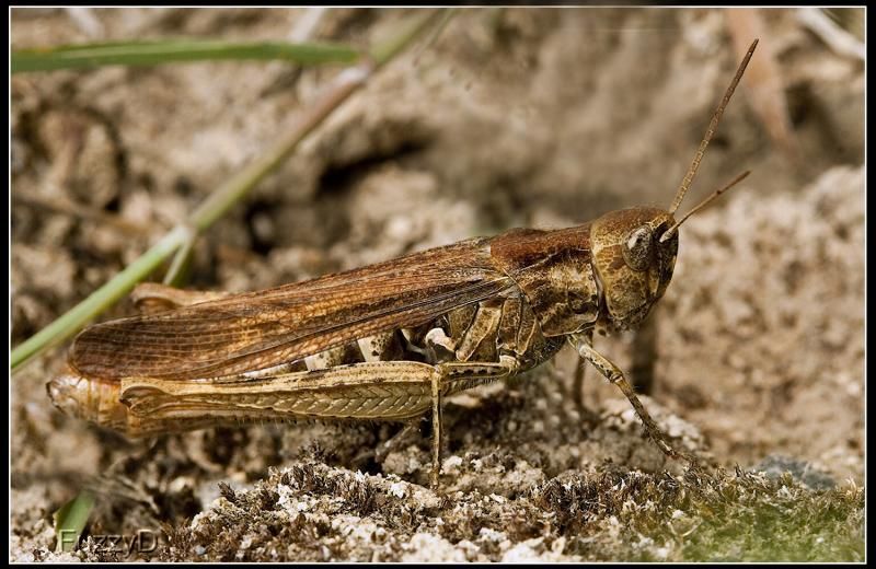 IMAGE: http://i96.photobucket.com/albums/l177/fuzzyedges_album/mine/2014/bugs/IMG_77121w_hf2_zps95abc6b6.jpg