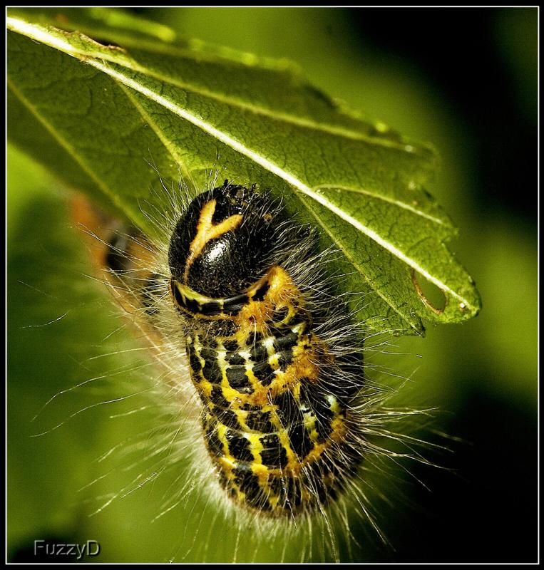 IMAGE: http://i96.photobucket.com/albums/l177/fuzzyedges_album/mine/2014/bugs/IMG_77141w_hf2_zpsd3fcd9d9.jpg