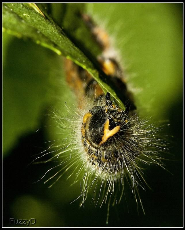 IMAGE: http://i96.photobucket.com/albums/l177/fuzzyedges_album/mine/2014/bugs/IMG_77151w_hf2_zps5474b4e2.jpg