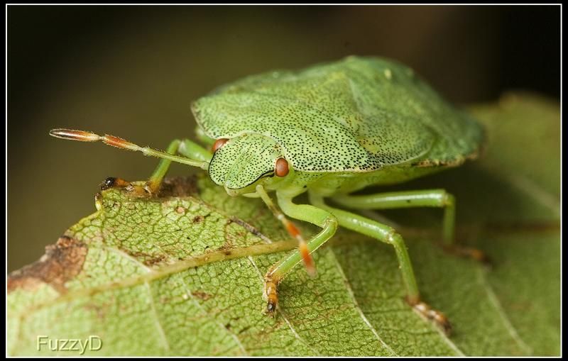 IMAGE: http://i96.photobucket.com/albums/l177/fuzzyedges_album/mine/2014/bugs/IMG_83051w_hf_zps0eb8b36a.jpg