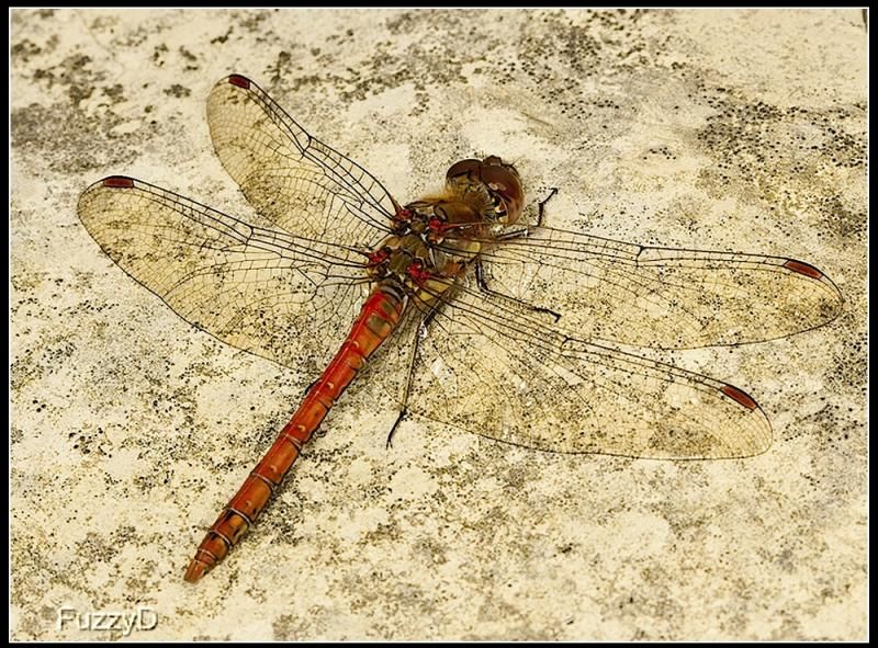 IMAGE: http://i96.photobucket.com/albums/l177/fuzzyedges_album/mine/2014/bugs/IMG_83351w_hf_zps7f0ea2a5.jpg