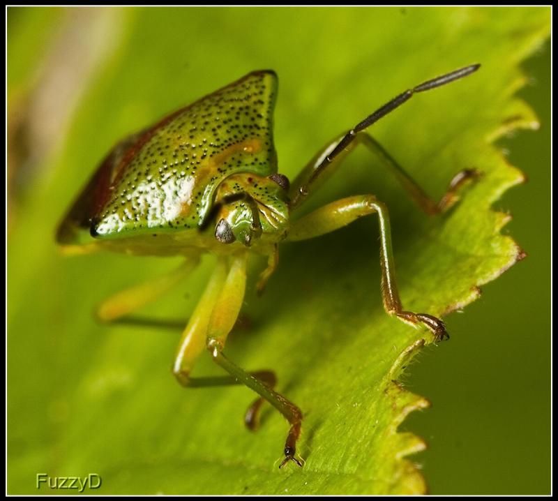 IMAGE: http://i96.photobucket.com/albums/l177/fuzzyedges_album/mine/2014/bugs/IMG_86291w_hf_zps0129493b.jpg