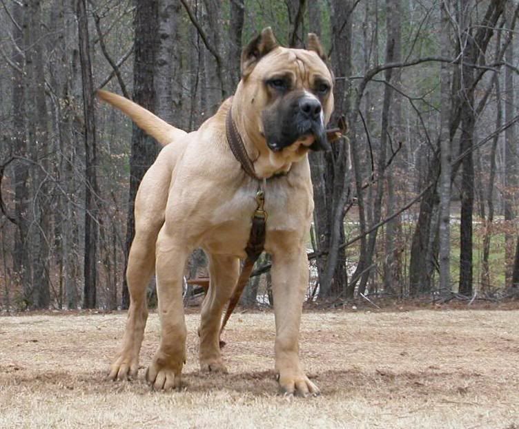 brown presa canario