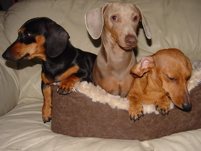 My three doxies