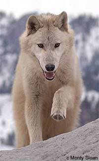 White wolf Pictures, Images and Photos