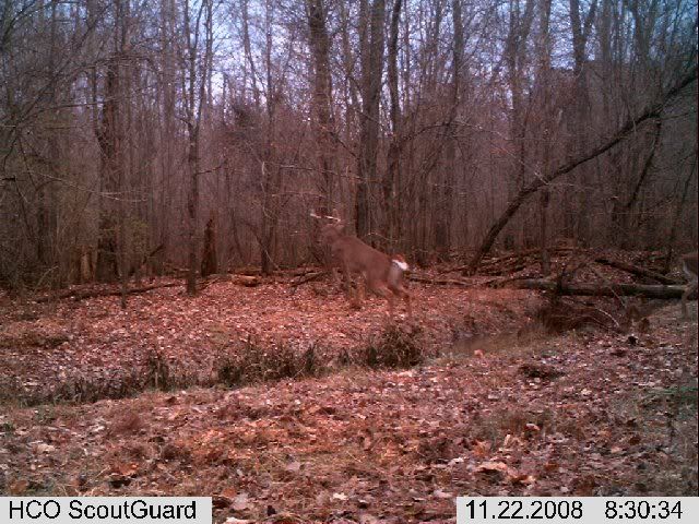 Bucks Jumping