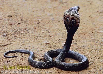 Black Cobra Pictures, Images and Photos