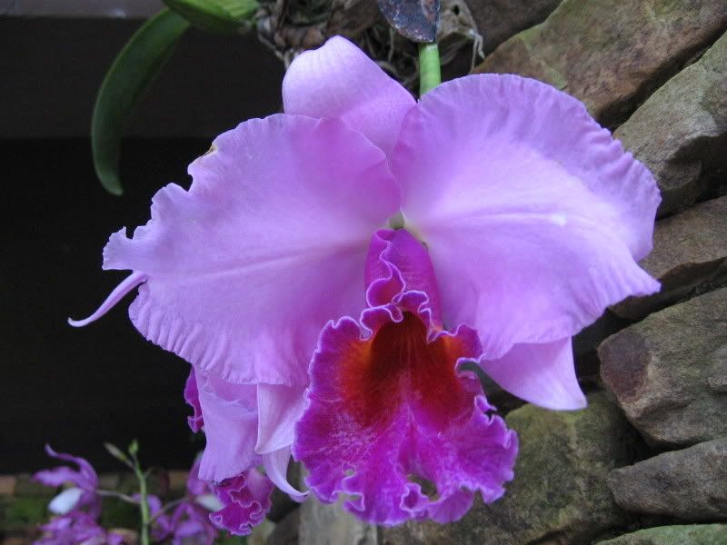 Orchid at Calloway Gardens
