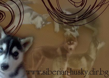     / Siberian Husky site