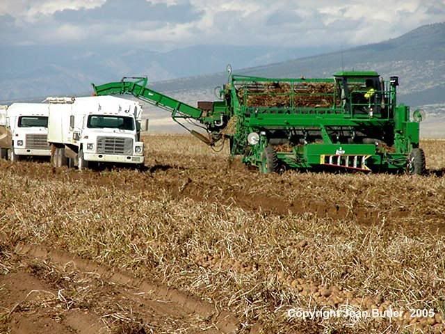 Harvest20Loading202.jpg