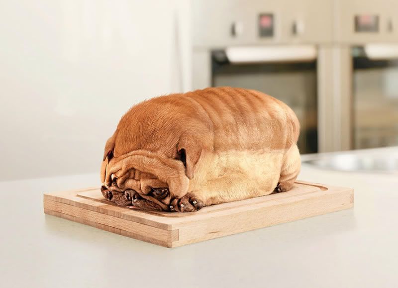 LOAFDOG