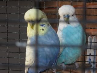 Puffy.jpg
