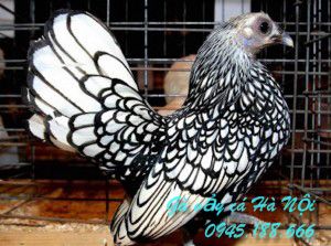 Gà vảy cá Hoàng Đế Hà Nội