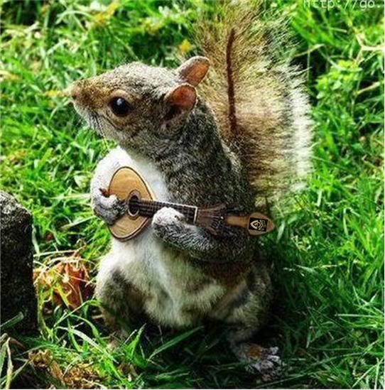 banjo_squirrel.jpg