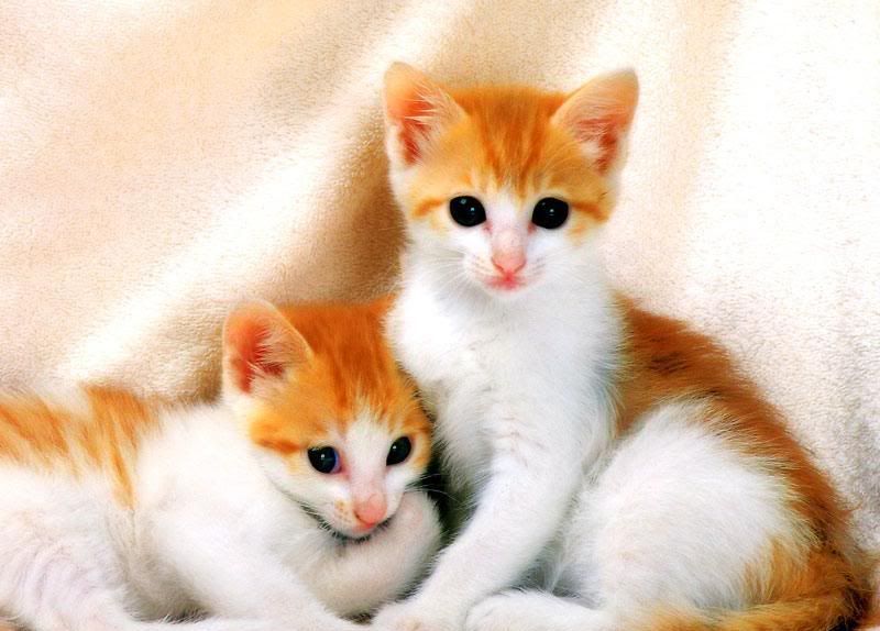 Sanatlar en ok KED sever - Kedi Resimleri (1. Katalog)