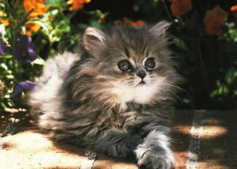 Sanatlar en ok KED sever - Kedi Resimleri (1. Katalog)