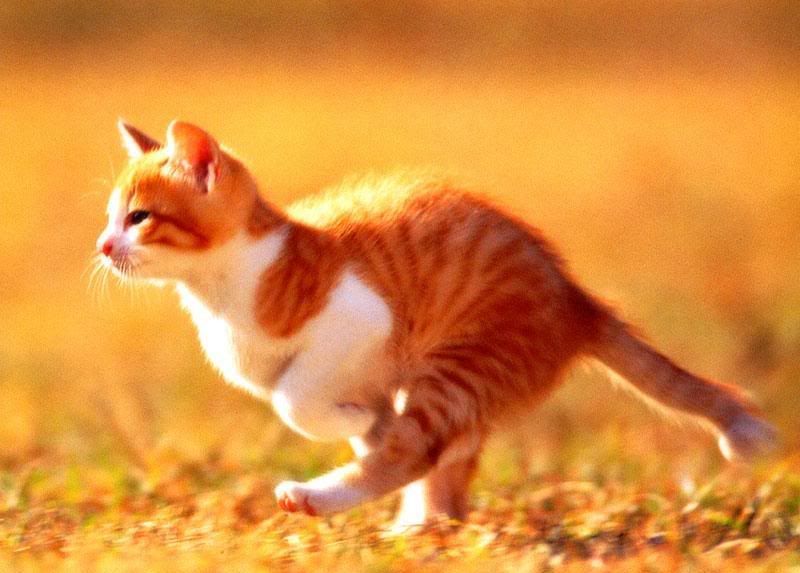 Sanatlar en ok KED sever - Kedi Resimleri (1. Katalog)