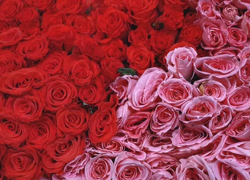 Gl Resimleri (1. Katalog)