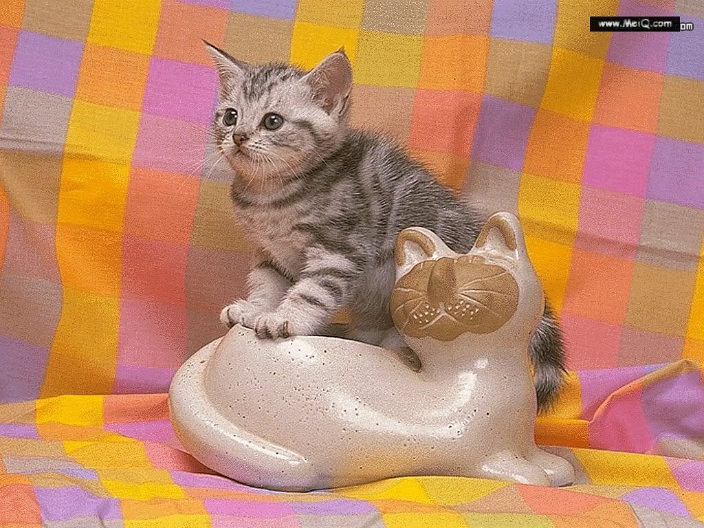 Sanatlar en ok KED sever - Kedi Resimleri (1. Katalog)