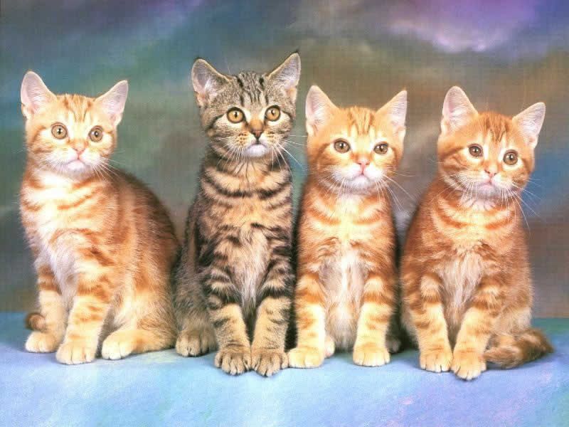 Sanatlar en ok KED sever - Kedi Resimleri (1. Katalog)