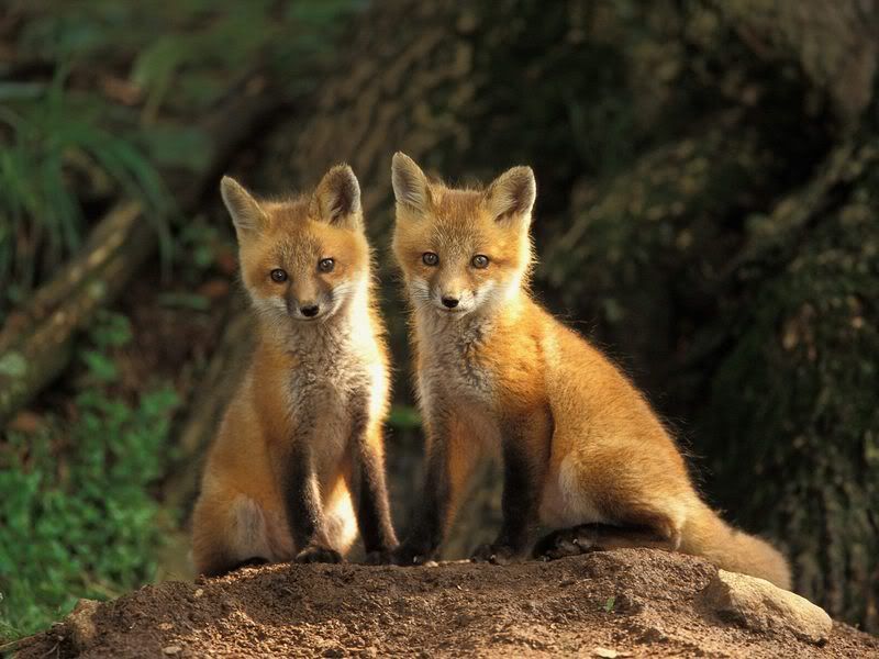Young Red Fox Kits Louisville Kentu