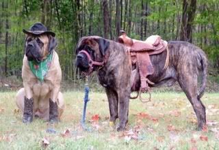 cowboyandhorsiedogs.jpg doggie dressup image by cureah_2006