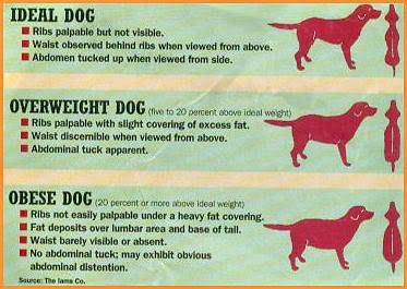 Dog Weight Chart