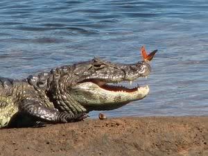 2195437-Never-trust-a-smiling--croc.jpg